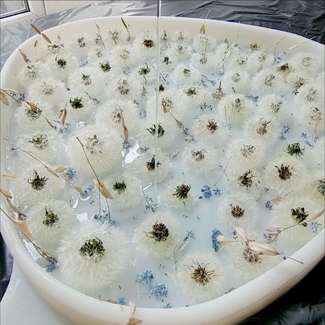 Making a Resin Table with Dandelions 🤯🤯 | resin, Taraxacum | Making a Resin Table with Dandelions 🤯🤯 | By Simple Dandelion Garland, Dandelion In Resin, Dandelion Resin, Dandelion Paperweight, Something Creative, Sick Remedies, Protein Pudding, Dandelion Clock, Resin Crafts Tutorial