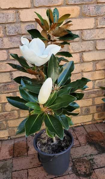 Planting Magnolia Tree, How To Plant A Magnolia Tree, Evergreen Magnolia Tree, Propagate Magnolia Tree, How To Propagate Magnolia Tree, Magnolia Tree Care Tips, Magnolia Tree In Pot, Magnolia In Pot, Little Gem Magnolia Tree Landscaping