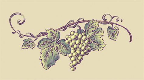 grape vine Grape Vines Art, Grape Vine Drawing, Georgia Tattoo, Grape Tree, Leaves Tattoo, Vine Drawing, Vine Tattoo, Prayer Garden, Vine Tattoos