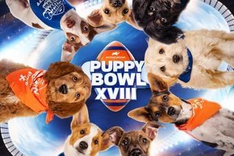 Puppy Bowl gives out NFT trading cards | Ad Age Nft Trading, Puppy Bowl, Dog Dna Test, Mini Pinscher, Puppy Bowls, Adoption Stories, Super Bowl Sunday, Cute Games, Animals Of The World