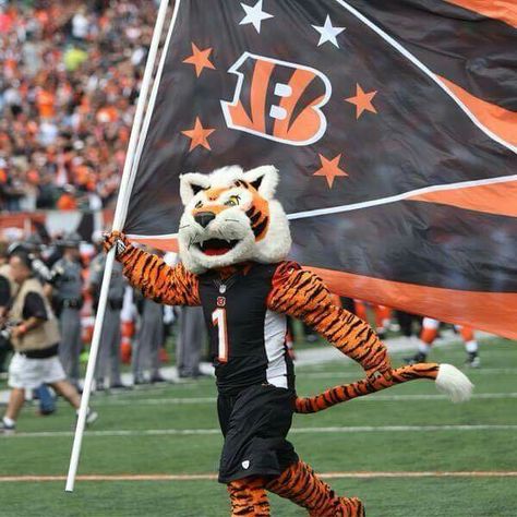 Who dey!!! Who Dey, Bengals Football, Cincinnati Bengals, Mascot Costumes, Nfl Football, Cincinnati, Tigers, Orange Black, Nfl