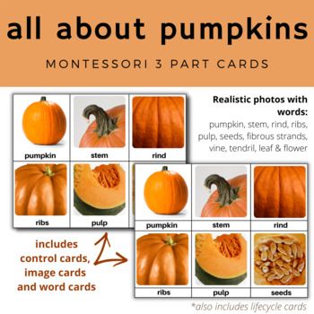 Teach your students about pumpkins with these 3 part cards. Create fun, fall themed activities with this 3 part card printable!Set up hands-on pumpkin learning activities in your home, preschool or kindergarten room that the kids will enjoy! They are perfect for a Montessori home or classroom.All Ab... Pumpkin Parts Preschool, Montessori Pumpkin Activities, Pumpkin Montessori Activities, Parts Of A Pumpkin Free Printable, Parts Of A Pumpkin Preschool, Montessori Pumpkin, Harvest Preschool Activities, Pumpkin Craft Preschool, Pumpkin Theme Preschool