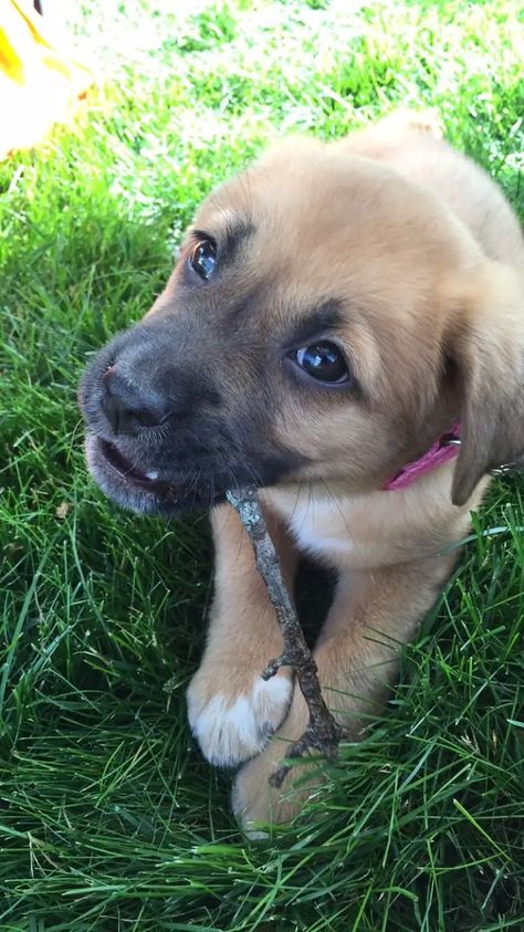 Shepherd Lab Mix Dog, Mastiff Shepherd Mix Dogs, Lab Mix Dogs, Mastador Dog, Lab Mix Puppies, Shepherd Mix Dog, Disabled Dog, Foster Dog, Veterinary Technician