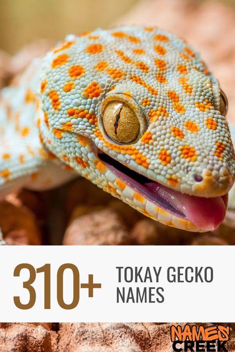 Tokay Gecko Names Gecko Name Ideas, Leopard Gecko Names, Gecko Types, Leopard Gecko Needs, Tokay Gecko, Mossy Leaf Tailed Gecko, Gecko, Pet Owners, Reptiles