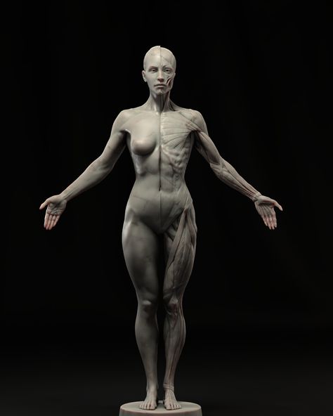 ArtStation - Female Anatomy Ecorche Human Anatomy Female, Zbrush Anatomy, Female Anatomy Reference, Anatomy Sculpture, Godzilla Wallpaper, Digital Sculpture, Human Anatomy Drawing, Female Reference, Body Anatomy