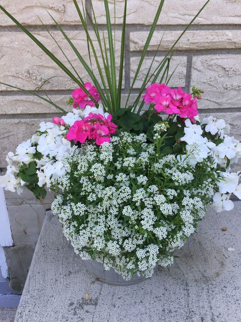 Geranium Pot Arrangements, Pink Flower Container Ideas, White Geraniums Planters, Pink Flower Pot Ideas, Inpatients Flowers In Pots, Pink Geranium Planter Ideas, White Geraniums In Pots, Geranium Planter Ideas, Asylum Flower