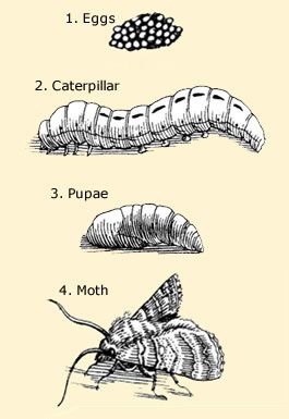 Moth Anatomy & Life Cycle Diagram Moth Metamorphosis, Moth Anatomy, Puriri Moth, Moth Life Cycle, Insect Anatomy, Insect Life Cycle, Drawing Studio, Eye Structure, Cecropia Moth