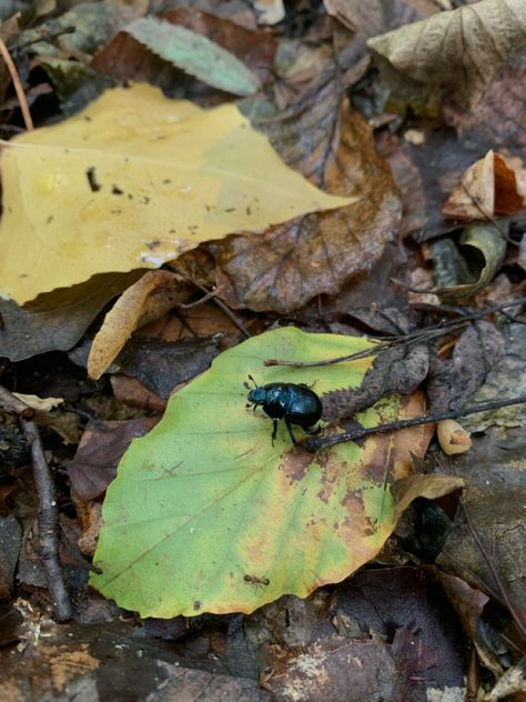 #autumn #bug #forest #leaves #leaf Bug Collector Aesthetic, Bugs Aesthetics, Insects Aesthetic, Aesthetic Bug, Forest Insects, Cosmo Sheldrake, Bug Aesthetic, Forest Bugs, Environment Projects