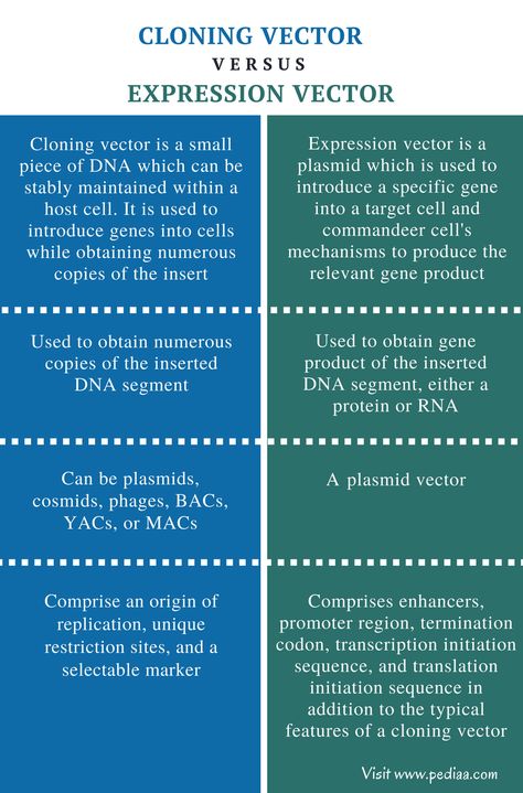 Difference Between Cloning Vector and Expression Vector - Comparison Summary Physical Vs Chemical Properties, Chemistry Help, Chemical And Physical Changes, Chemistry Basics, Dna Technology, English Grammar Rules, Chemistry Education, Physical And Chemical Properties, Chemical Bond