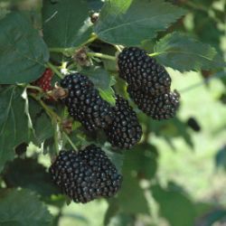 Pruning Blackberry Plants - Stark Bro's Pruning Blackberries, Blackberry Plant, Gooseberry Plant, Thornless Blackberries, Cilantro Plant, Chives Plant, Broccoli Plant, Blackberry Plants, Cauliflower Plant