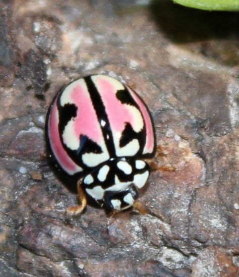 Africa Photos, Rosy Maple Moth, Cool Insects, Lady Beetle, Bug Collection, Cool Bugs, Pokemon Wallpaper, Bug Art, Beautiful Bugs