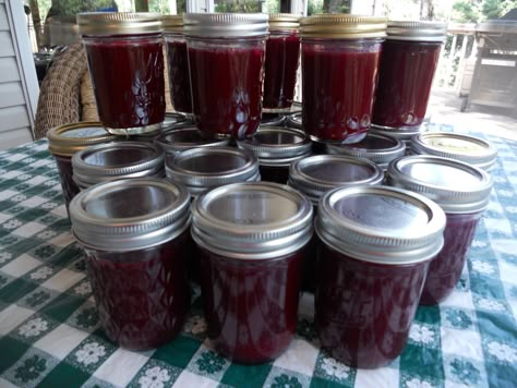 We loved Grandma's chokecherry jelly! Aronia Berry Recipes, Cherry Jelly Recipes, Chokecherry Syrup, Chokecherry Jelly, Damson Plum, Aronia Berries, Marmalade Recipe, Canning Jam, Canned Food Storage