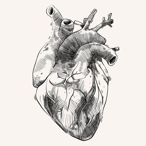 Heart organ with hand drawing sketch sty... | Premium Vector #Freepik #vector #heart #love #hand-drawn #health Hand Squeezing Heart Drawing, Heart In Hand Drawing, Heart Organ Drawing, Burning Heart Drawing, Hand Holding Heart Drawing, Organ Drawings, Creative Heart Drawing, Organs Art, Anatomy Sketchbook