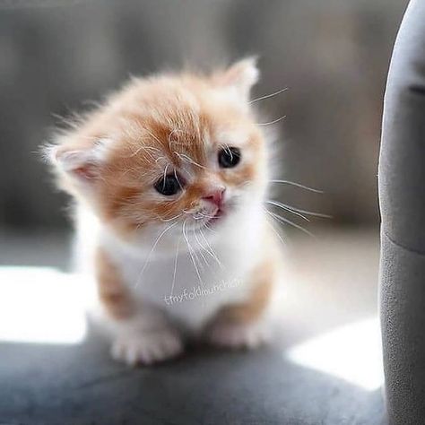 Munchkin cats Tea Cup Kittens, Munchkin Cat Aesthetic, Cats Munchkin, Cute Small Cat, Cute Little Cats, Munchkin Cats, Teacup Kitten, Mini Cats, Cutest Kittens Ever