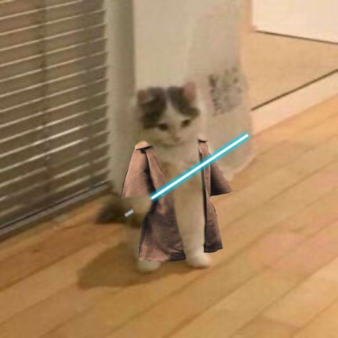 U shall use this to BECOME That GUY Profile Picture Cat Cute, Profile Picture Star Wars, Star Wars Profile Pic, Cats Profile Picture, Star Wars Pfp Funny, Star Wars Funny Pictures, Star Wars Pfp Aesthetic, Star Wars Animals, Cat Profile Pictures