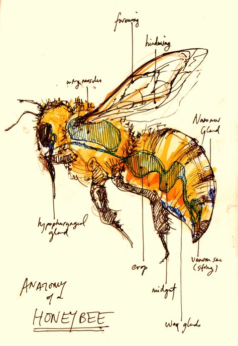 Anatomy of A Honey Bee Scientific Drawing, Kunst Inspo, Personaje Fantasy, Bee Keeper, Bee Art, Scientific Illustration, Arte Sketchbook, Nature Journal, Arte Animal