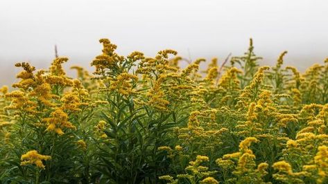 Golden Rod, Best Salad Recipes, Skin Disorders, Blooming Plants, The Plant, Salad Recipes, Perennials, How To Use, Salad