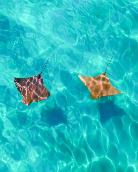 Sting Ray Aesthetic, Stingray Aesthetic, Cownose Stingray, Stingray Wallpaper, Maddy Core, Peer Counseling, Cownose Ray, Sea Pancake, Beach Animals