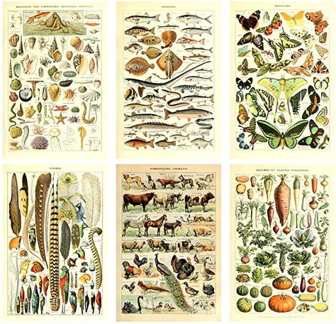 Botanical Science, Butterfly Science, Prints For Walls, Science Posters, Antique Wall Art, Mushroom Poster, Cheap Paintings, Nostalgic Art, Nature Posters