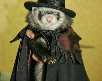 Halloween Ferret, Ferret Christmas, Dracula Cape, Witch Princess, Vampire Cape, Funny Ferrets, Vampire Dracula, Cute Ferrets, Halloween Vampire