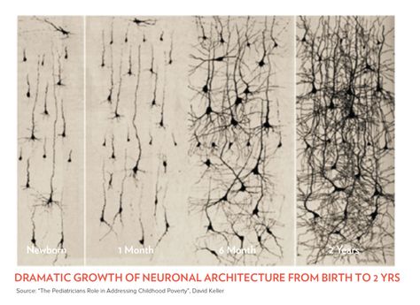 4 Ways Childhood Trauma Changes a Child's Brain and Body | Salud America Neuroscience Art, Brain Nerves, Wallpaper Horizontal, Neural Connections, Adverse Childhood Experiences, Nerve Cells, Brain Art, Nerve Cell, Neural Network