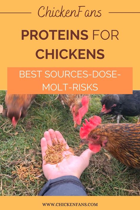 Proteins are crucial for a chicken’s health, growth, feather development, and overall well-being. We discuss how much protein chickens need, what good and bad protein sources are, and we look at the most important amino acids for chickens Protein For Chickens, Chicken Layer Feed, Best Protein Sources, Food For Chickens, Chicken Diet, Broiler Chicken, Chicken Protein, Egg Quality, Chicken Health