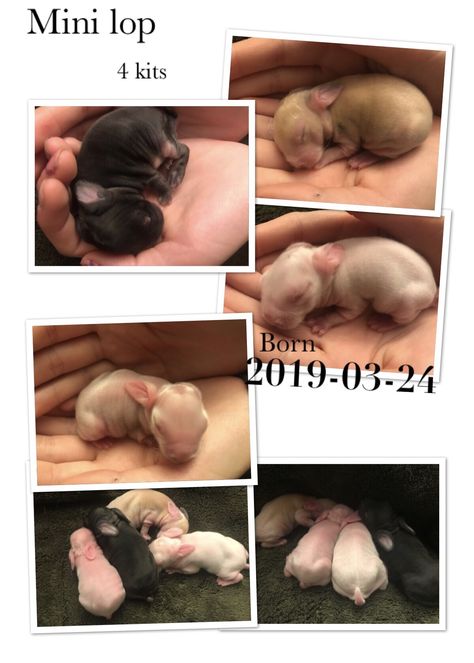 Newborn Bunnies, Breeding Rabbits, Newborn Animals, Mini Lop, Iqra Aziz, Bunny Rabbits, Baby Bunny, Baby Bunnies, Bunny Rabbit