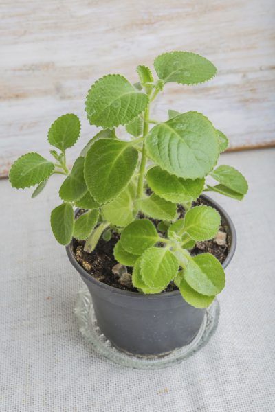 Cuban Oregano Uses – How To Grow Cuban Oregano In The Garden Cuban Oregano Plant Uses, Cuban Oregano Plant, Ajwain Plant, Cuban Oregano, Growing Oregano, Oregano Plant, Oregano Leaves, Mint Plants, Herb Gardening