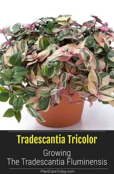 Herbaceous Perennial Tradescantia Tricolor Plant (Tradescantia Fluminensis), fast grower, triangular-shaped flowers, vary in color. [DETAILS] Tradescantia Tricolor, Plants In Home Decor, Tradescantia Plant, Purple Heart Plant, Succulent Care Instructions, Houseplant Tips, Plant Parenthood, Succulents In Pots, Succulent Care Tips