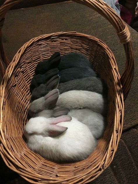 My Bunny Basket Cutest Bunny Ever, Pet Goat, Animals Farm, Putao, Foster Kittens, Bunny Basket, Pet Rabbit, Funny Bunnies, Cute Animal Photos