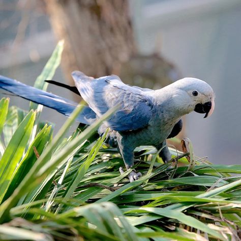 Spix's Macaw Macaw Parrot, African Grey Parrot, Incredible Creatures, African Grey, Parrot Bird, Funny Birds, Exotic Birds, Pretty Birds, Bird Photography