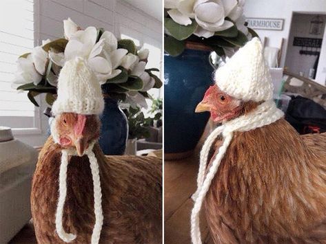 The New Fall Collection Of Chicken Fashion Is Here Chicken Harness, Chicken Outfit, Chicken Clothes, Chickens In The Winter, Chicken Sweater, Chicken Hats, Backyard Chicken Coops, Cute Chickens, Chicken Art