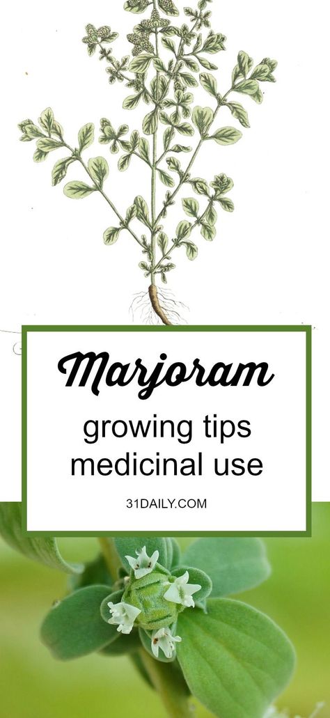 Medicinal Herb: Marjoram. Primarily for -cold symptoms, cough, digestive ailments, lack of appetite, gas, and menopausal symptoms. Medicinal Herb: Marjoram | 31Daily.com #gardening #herbgarden #medicinalherbs #31Daily Herb Farming, Wild Marjoram, Marjoram Plant, Herbalist Garden, Medicinal Gardening, Tiny Zen Garden, Medicinal Flowers, Medicine Garden, Flowers House