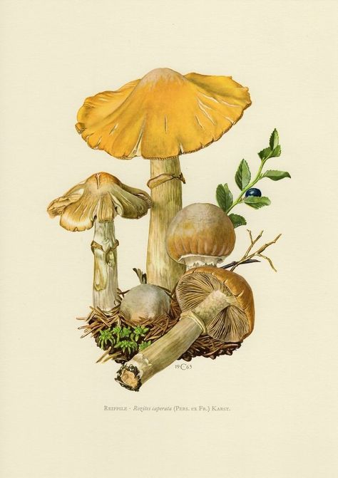 Fungi Illustration, Mushroom Pictures, Mushroom Drawing, Illustration Botanique, Vintage Mushroom, Images Vintage, Scientific Illustration, Art Et Illustration, Mushroom Art