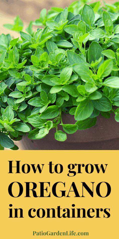 Oregano In Pots, Grow Oregano, Growing Oregano, Oregano Plant, Best Herbs To Grow, Herbs To Grow, Preserving Herbs, Urban Gardens, Perennial Herbs