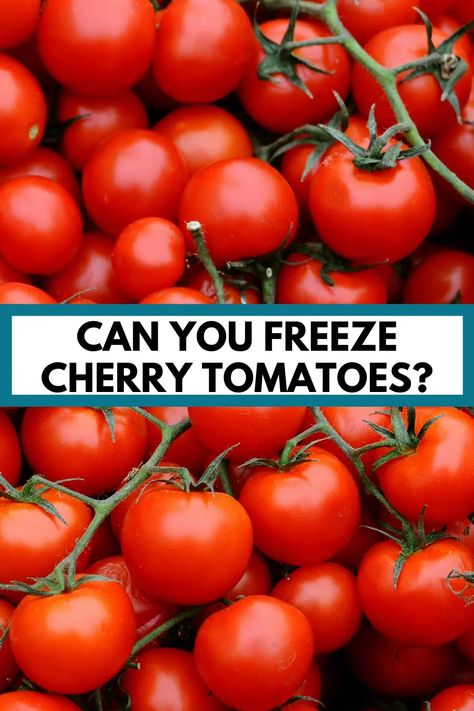 Can You Freeze Cherry Tomatoes, Freezing Cherry Tomatoes Whole, Frozen Cherry Tomatoes Recipes, Preserve Cherry Tomatoes, Cherry Tomatoes Recipes, Freezing Cherry Tomatoes, Canning Cherry Tomatoes, Tomato Bruschetta Recipe, Cherry Tomato Plant