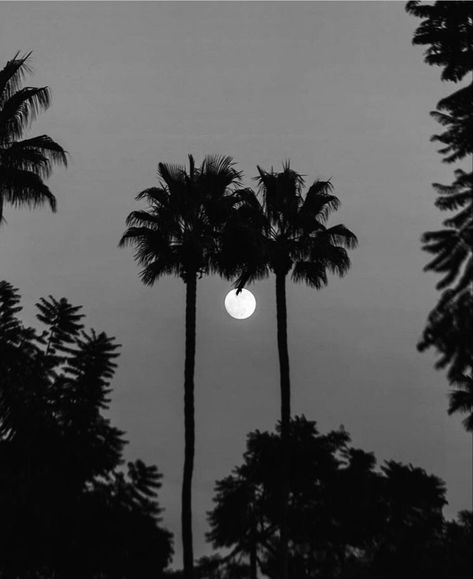 Black and white photograph of palm trees pines and sun Aesthetic California, California Aesthetic, Dark Feeds, Look At The Moon, Iphone Photo App, Night Landscape, Goth Aesthetic, Black Mamba, Inspiration Wall