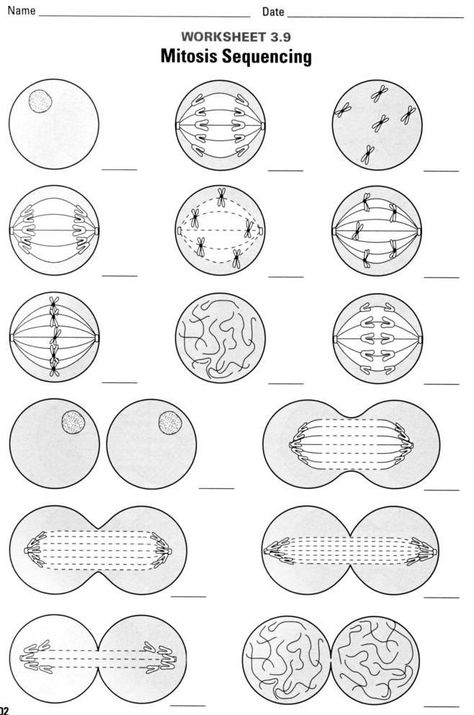 Mitosis Paper Model Activity picture: I think I would have students describe what the chromosomes Mitosis Worksheet, Science Cells, Biology Worksheet, Sequencing Worksheets, Biology Resources, Biology Classroom, High School Biology, Ap Biology, Cell Division