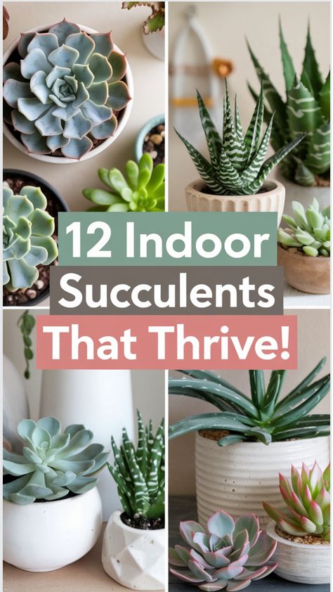 best indoor succulents for low light environments Best Succulents For Indoors, Indoor Succulent Garden, Indoor Cactus Garden, Grow Succulents, Indoor Succulents, Holiday Cactus, Succulent Garden Indoor, Indoor Cactus, Propagating Succulents