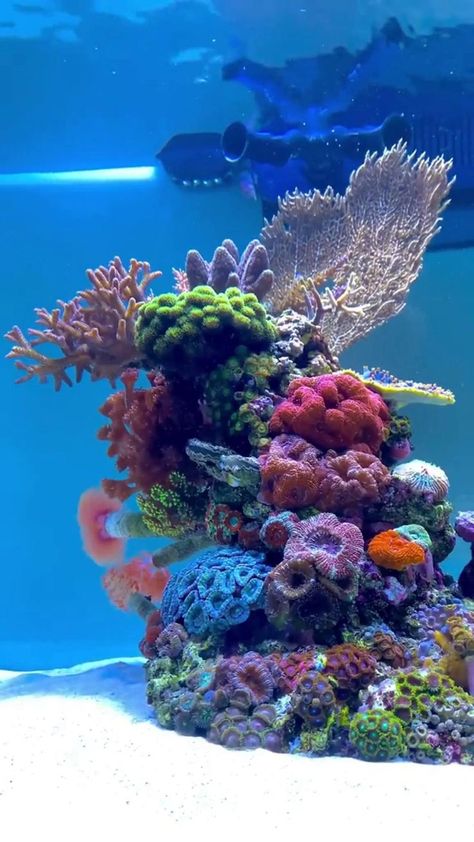 Saltwater Aquarium Beginner, Coral Reef Photography, Reef Tank Aquascaping, Nano Reef Tank, Coral Fish Tank, Coral Aquarium, Aquarium Live Wallpaper, Marine Fish Tanks, Fish Tank Themes