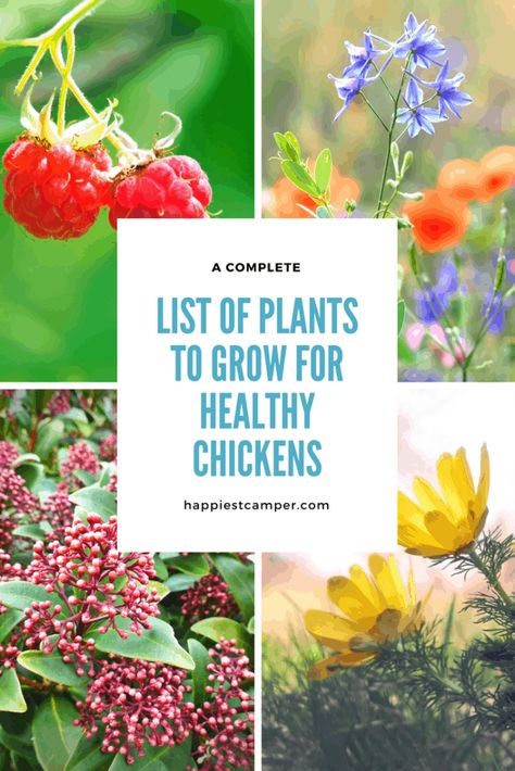 Chicken Plants, Water Additives, Plants For Chickens, Food For Chickens, Planning A Garden, Chicken Pen, Chicken Health, Chicken Eating, Raising Backyard Chickens