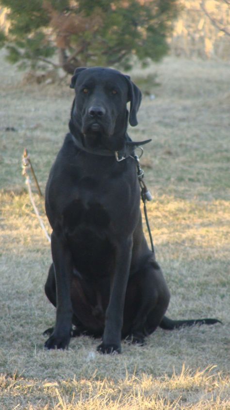 This is Little Ricky: my mastiff/Lab mix, also called a Mastador! Lab Mastiff Mix Dog, Mastador Dog, Mastiff Mix, Hybrid Dogs, Poodle Mix, Different Dogs, Puppies And Kitties, Large Dog Breeds, Cavalier King Charles Spaniel