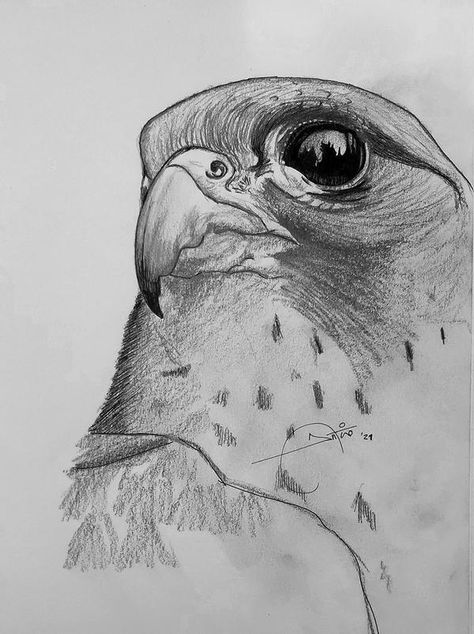 Peregrine falcon by AntonioCremades on DeviantArt Peregrine Falcon Drawing, Falcon Sketch, Bird Sketching, Falcon Drawing, Sketch Bird, Eagle Drawing, Abc Art, Tiger Drawing, Pencil Drawings Of Animals