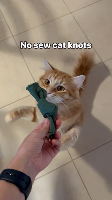 Catnip Knots, Diy Cat Toys No Sew, Diy Catnip Toys, Diy Catnip Toys No Sew, Fleece Cat Toys Diy, Crafts Cheap, Crochet Cat Toys Catnip, Toy Diy, Fun Love