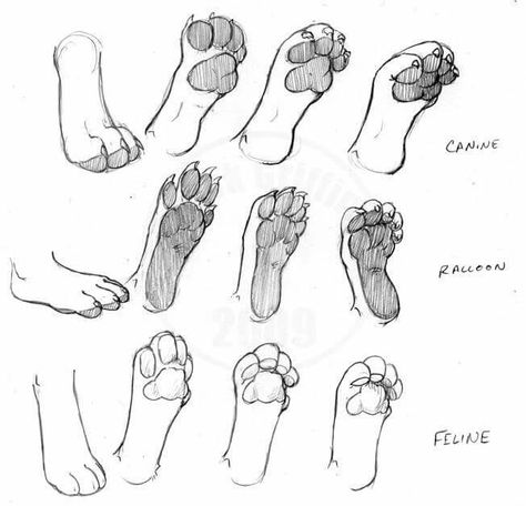 Animal feets 손 로고, Paw Drawing, Cat Drawing Tutorial, 강아지 그림, Drawing Faces, Cat Eyes, Animal Sketches, Anatomy Art, Drawing Tutorials