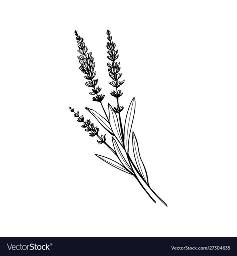 Violet Tattoo, Plant Sketches, Lavender Tattoo, Flower Line Drawings, Black And White Vector, Plant Tattoo, Flower Sketches, Vector Sketch, Pola Sulam