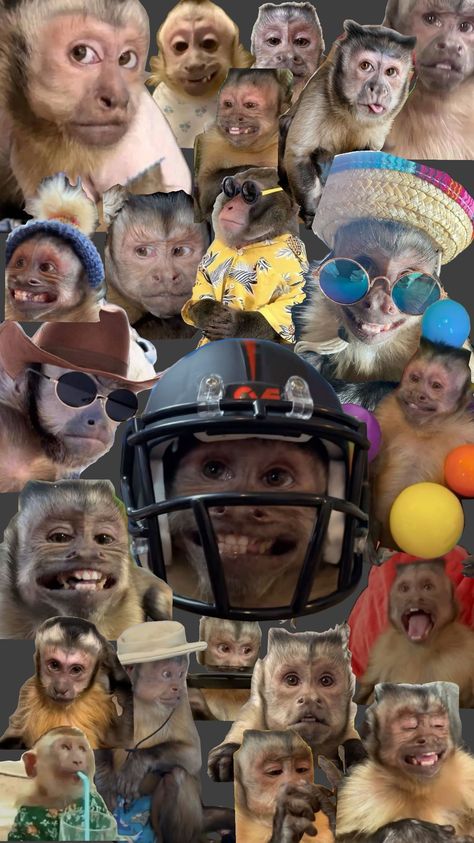 Cute Monkey Pictures, Hbd To Me, Monkey Wallpaper, Monkey Pictures, Cute Monkey, Baby Monkey, Funny Vid, Monkeys