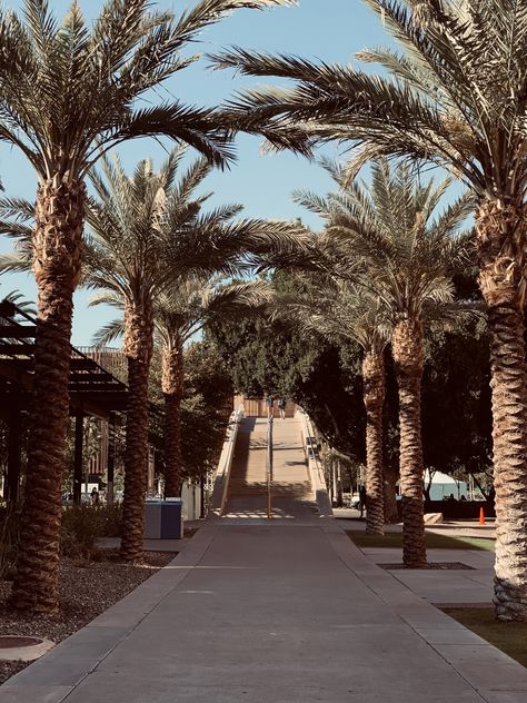 Palm Walk at Arizona State University Arizona State Aesthetic, Tempe Arizona Aesthetic, Arizona State University Aesthetic, University Of Arizona Aesthetic, Asu Aesthetic, Soleil Aesthetic, Computer Collage, Video Storyboard, Shot Ski