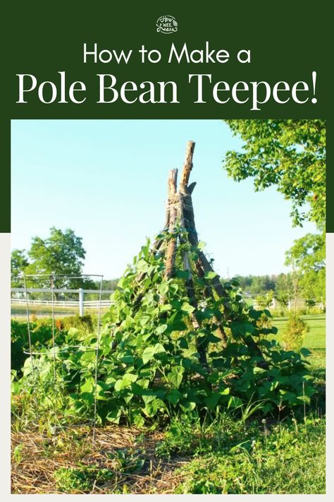 Such a fun spring activity to do with the kids - make a pole bean teepee! The perfect summer hideaway for a magical childhood. Bean Teepee Diy, Snap Pea Trellis, Climbing Bean Teepee, Growing Pole Beans, Tree Teepee, Sweet Pea Teepee For Kids, Sweet Pea Teepee, Bean Teepee, Pea Trellis