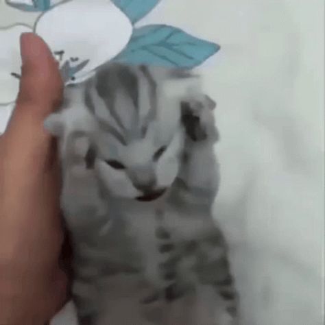 Cat Kitten GIF - Cat Kitten Screaming - Discover & Share GIFs Exploding Cat Gif, Screaming Cat Reaction Pic, Cat Flipping You Off Meme, Kittens Screaming, Happy Happy Happy Cat Gif, Cat Screaming Video, Cat Hitting Another Cat, Happy Happy Happy Cat Dance, Gif Stickers Aesthetic